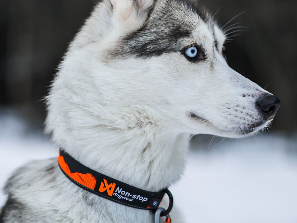 Trail quest collar (Non - Stop Dogwear) - SnowPaw Store - Non - Stop Dogwear - Dog Collars